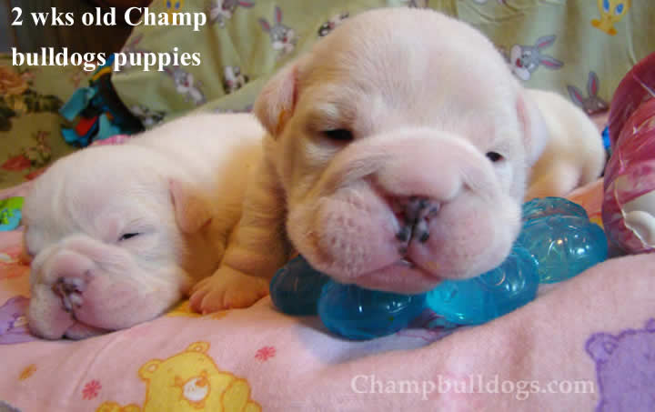English bulldog puppies
